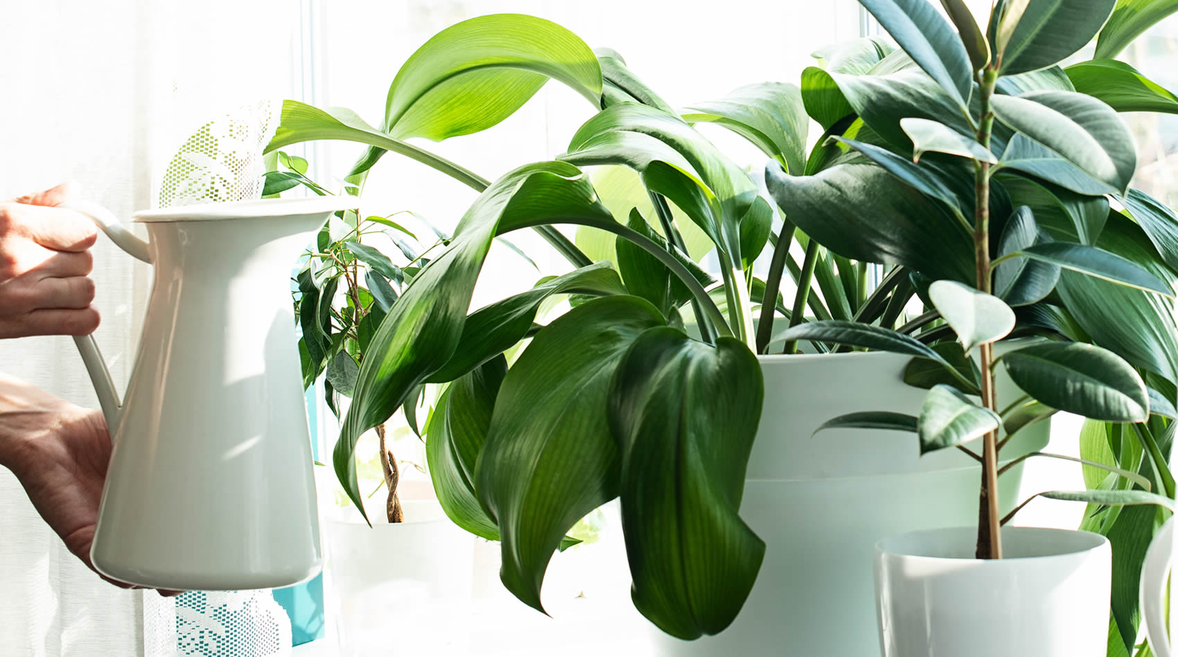 Plantes d'interior resistents com l'Aspidistra i la Ficus elàstica, ideals per a espais interiors i de fàcil manteniment.