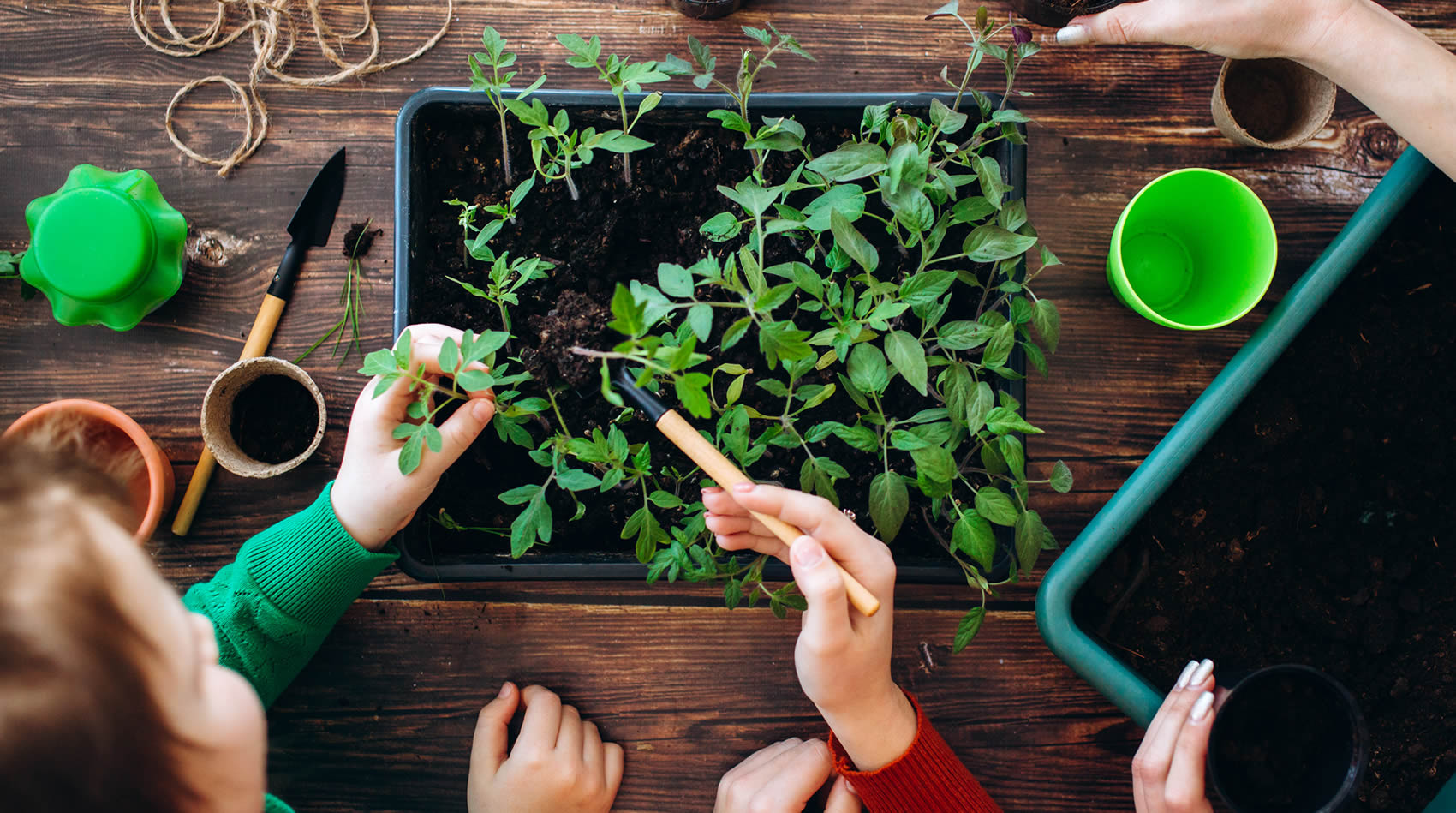 Fotografia des de dalt d'un taller de jardineria on diverses persones trasplanten plàntules de tomàquet en una taula de fusta amb eines i testos.
