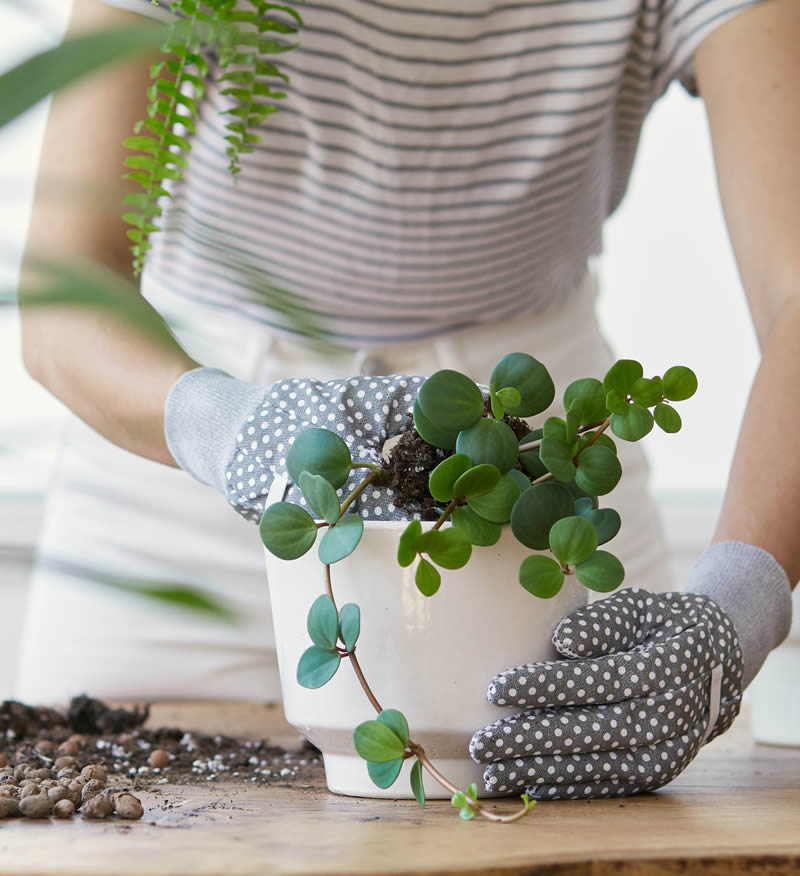 Planta d'interior de Peperomia amb fulles verdes rodones, llesta per trasplantar al seu test. Perfecta per a principiants en jardineria gràcies al seu baix manteniment.