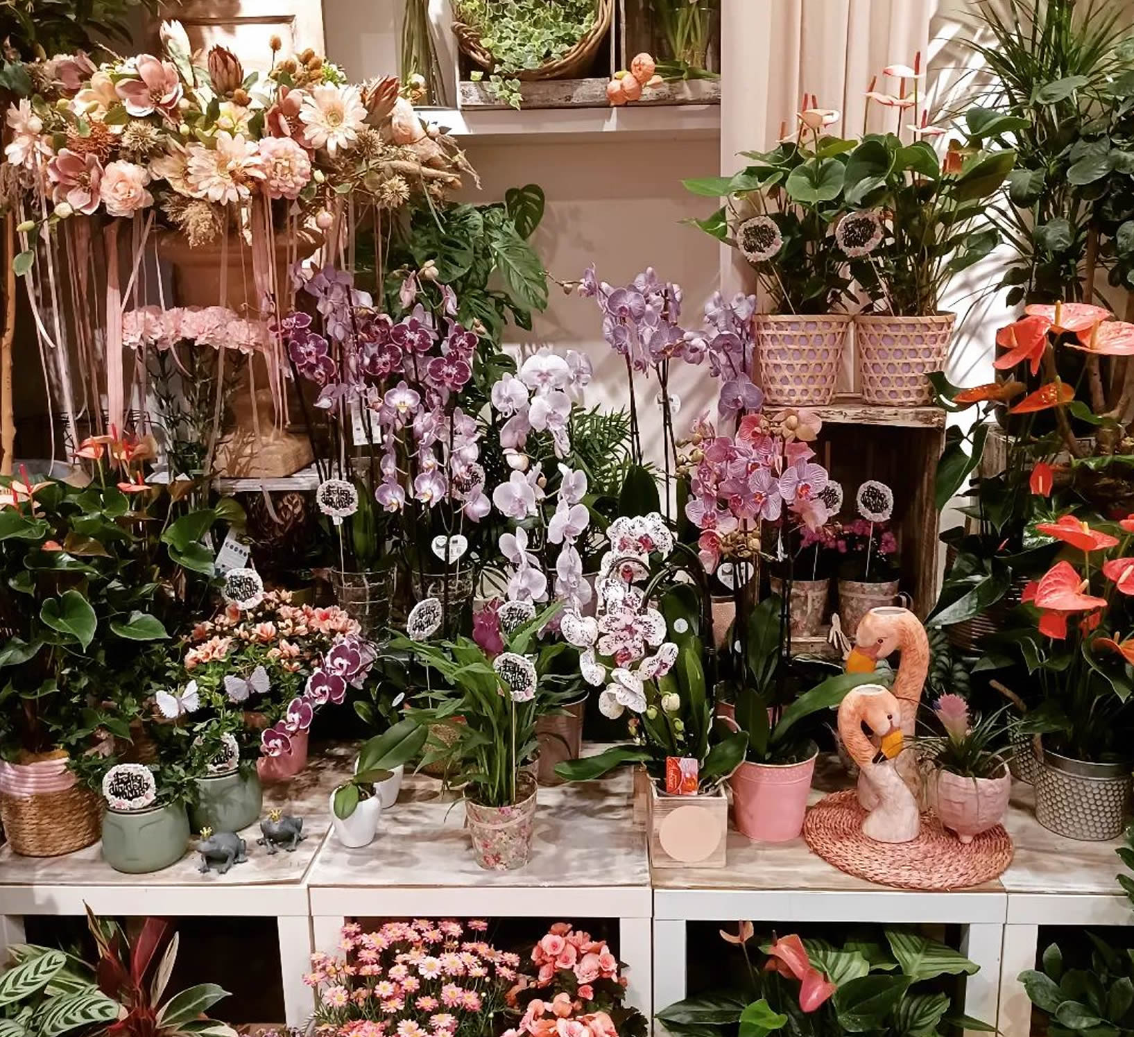 Assortiment d'orquídies en delicats tons pastel i testos decoratius ceràmics exposats a la floristeria per expressar amor i afecte pel dia de la mare.