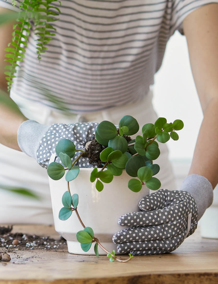 Planta d'interior de Peperomia amb fulles verdes rodones, llesta per trasplantar al seu test. Perfecta per a principiants en jardineria gràcies al seu baix manteniment.