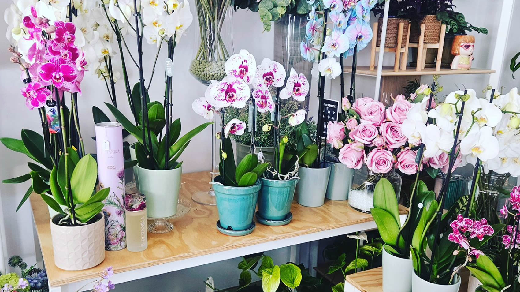 Taules expositores amb una gran varietat d'orquídies en test i més plantes per al dia de la mare. Un detall ple de vida i color per a la persona que ens ha regalat la vida.